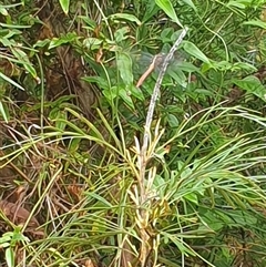 Orthetrum villosovittatum at Copmanhurst, NSW - suppressed