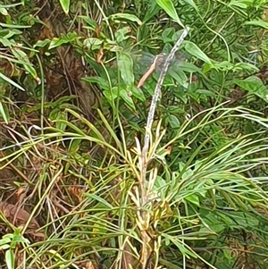 Orthetrum villosovittatum at Copmanhurst, NSW - suppressed
