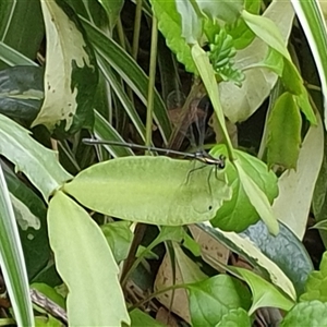 Argiolestidae (family) at Copmanhurst, NSW - suppressed