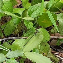Argiolestidae (family) at Copmanhurst, NSW - suppressed