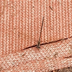 Argiolestidae (family) at Copmanhurst, NSW - suppressed