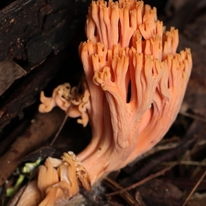 Unverified Fungus by debhart
