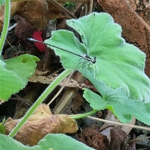 Unverified Dragonfly (Anisoptera) by MazzV