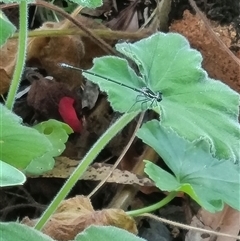 Argiolestidae (family) at Copmanhurst, NSW - suppressed