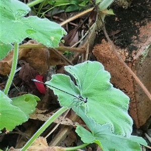 Argiolestidae (family) at Copmanhurst, NSW - suppressed