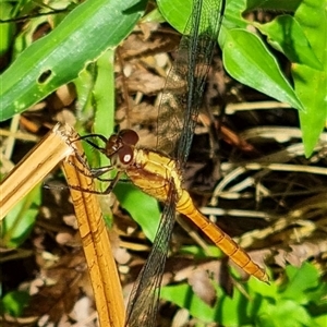 Unverified Dragonfly (Anisoptera) by MazzV