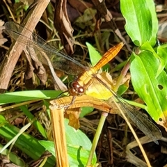 Orthetrum villosovittatum at Copmanhurst, NSW - suppressed
