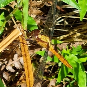 Orthetrum villosovittatum at Copmanhurst, NSW - suppressed