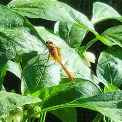 Orthetrum villosovittatum at Copmanhurst, NSW - suppressed
