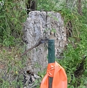 Anisoptera (suborder) at Copmanhurst, NSW - suppressed