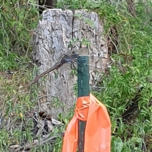 Anisoptera (suborder) at Copmanhurst, NSW - suppressed