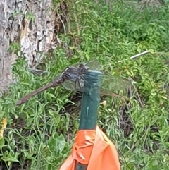 Anisoptera (suborder) at Copmanhurst, NSW - suppressed