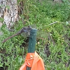 Anisoptera (suborder) at Copmanhurst, NSW - suppressed