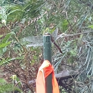 Anisoptera (suborder) at Copmanhurst, NSW - suppressed