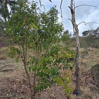 Ligustrum lucidum at Garran, ACT - Yesterday by Mike