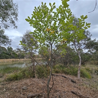 Quercus canariensis at O'Malley, ACT - Yesterday by Mike