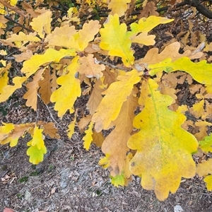 Quercus robur at Garran, ACT - Today by Mike