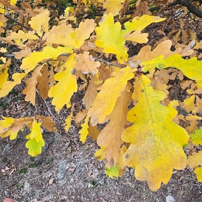 Quercus robur at Garran, ACT - Yesterday by Mike