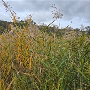 Phragmites australis at O'Malley, ACT - Today by Mike