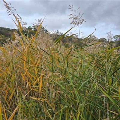 Phragmites australis (Common Reed) at O'Malley, ACT - Yesterday by Mike