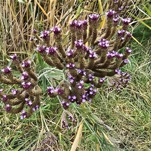 Verbena incompta at O'Malley, ACT - Today by Mike