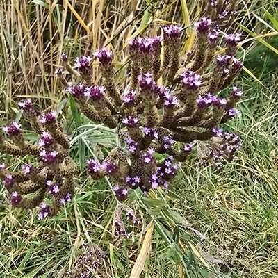 Verbena incompta at O'Malley, ACT - Yesterday by Mike