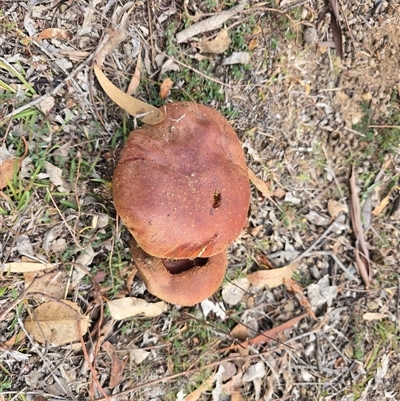 Bolete sp. at O'Malley, ACT - 21 May 2025 by Mike