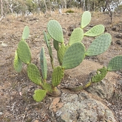 Crassula sieberiana at O'Malley, ACT - Yesterday by Mike