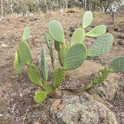 Crassula sieberiana at O'Malley, ACT - Yesterday by Mike
