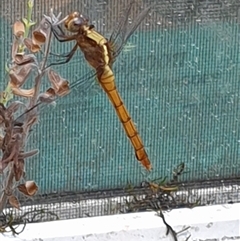 Unverified Dragonfly (Anisoptera) by MazzV