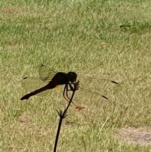 Orthetrum villosovittatum at suppressed - suppressed