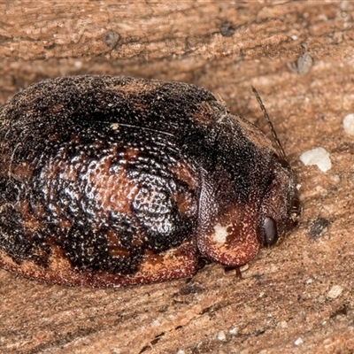 Trachymela sloanei (Australian tortoise beetle, Small eucalyptus tortoise beetle) at Flynn, ACT - Yesterday by kasiaaus