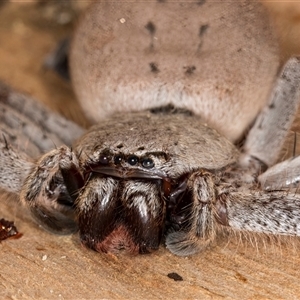 Unverified Huntsman spider (Sparassidae) at Flynn, ACT - Yesterday by kasiaaus