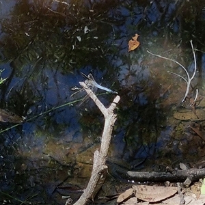 Orthetrum caledonicum at Copmanhurst, NSW - suppressed