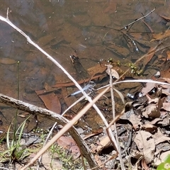 Orthetrum caledonicum at Copmanhurst, NSW - suppressed