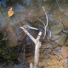 Orthetrum caledonicum at Copmanhurst, NSW - suppressed