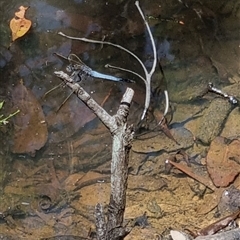 Orthetrum caledonicum at Copmanhurst, NSW - suppressed