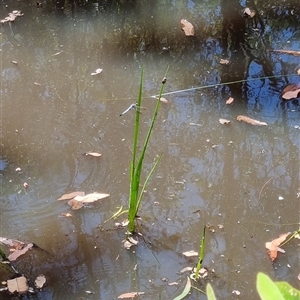 Orthetrum caledonicum at Copmanhurst, NSW - suppressed