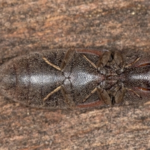 Unverified Click beetle (Elateridae) at Flynn, ACT - Yesterday by kasiaaus