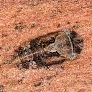 Unverified Leafhopper or planthopper (Hemiptera, several families) at Flynn, ACT - Yesterday by kasiaaus