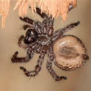 Unverified Jumping or peacock spider (Salticidae) at Flynn, ACT - Yesterday by kasiaaus