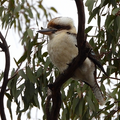 Dacelo novaeguineae (Laughing Kookaburra) at Kambah, ACT - Yesterday by LineMarie