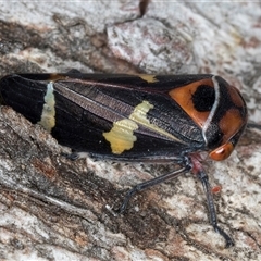 Eurymeloides pulchra (Gumtree hopper) at Flynn, ACT - Yesterday by kasiaaus