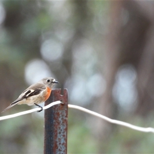 Petroica boodang at Kambah, ACT - Today by LineMarie