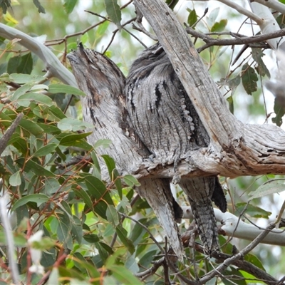 Podargus strigoides (Tawny Frogmouth) at Kambah, ACT - Yesterday by LineMarie