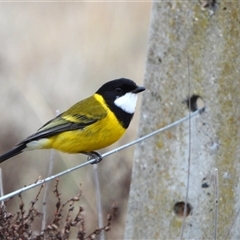 Pachycephala pectoralis (Golden Whistler) at Kambah, ACT - Yesterday by LineMarie