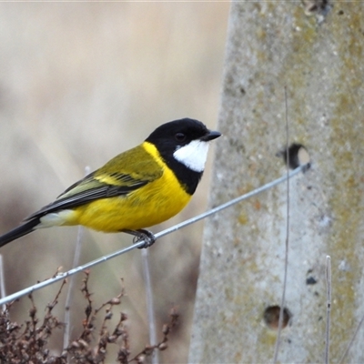 Pachycephala pectoralis (Golden Whistler) at Kambah, ACT - Yesterday by LineMarie