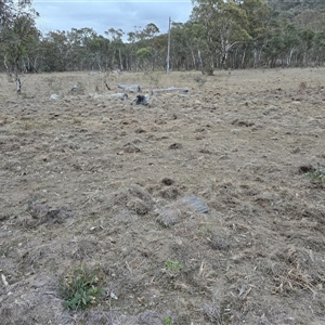 Sus scrofa at Isaacs, ACT - Today by Mike