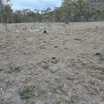 Sus scrofa (Pig (feral)) at Isaacs, ACT - Yesterday by Mike