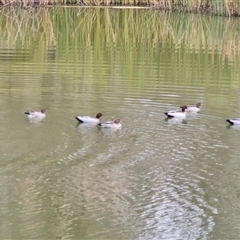 Chenonetta jubata (Australian Wood Duck) at O'Malley, ACT - Yesterday by Mike